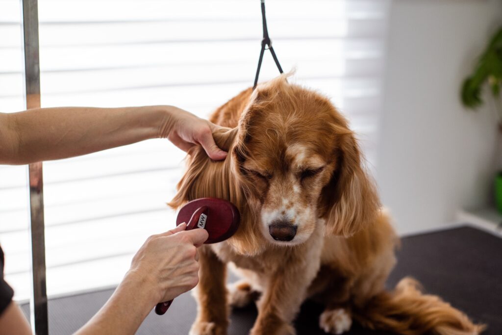 Professional Grooming and Veterinary Care