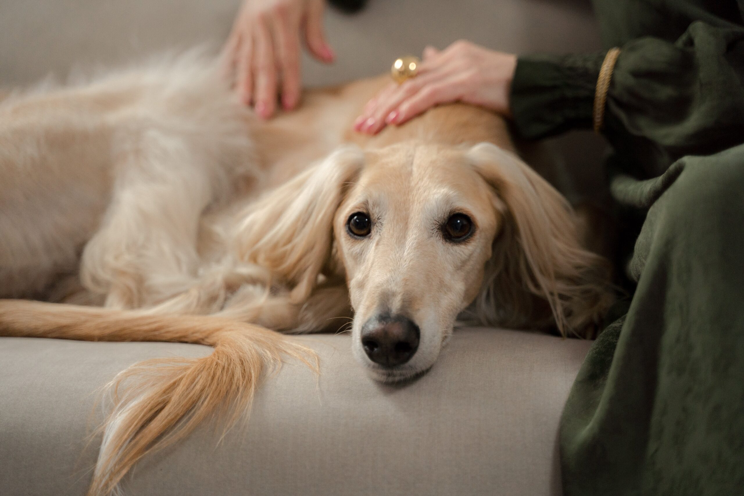 Nurturing Senior Pets